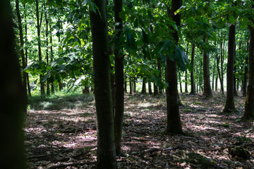 Sunlight streaming through the trees in a green forest. A tranquil woodland scene in summer.