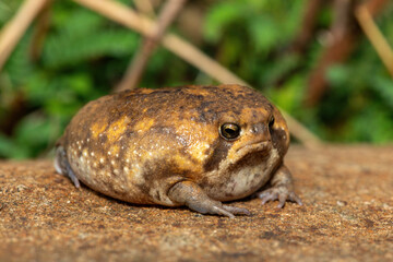 A cute Bushveld rain frog (Breviceps adspersus), also known as the common rain frog. Defensive Posture Close-Up. Native to southern Africa. 