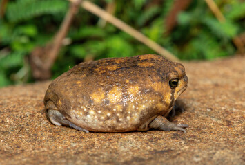 A cute Bushveld rain frog (Breviceps adspersus), also known as the common rain frog. Defensive Posture Close-Up. Native to southern Africa. 
