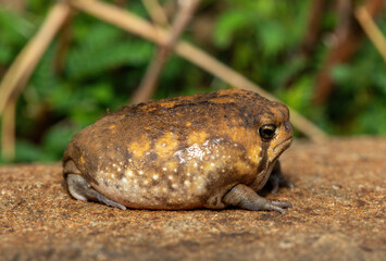 A cute Bushveld rain frog (Breviceps adspersus), also known as the common rain frog. Defensive Posture Close-Up. Native to southern Africa. 