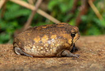 A cute Bushveld rain frog (Breviceps adspersus), also known as the common rain frog. Defensive Posture Close-Up. Native to southern Africa. 