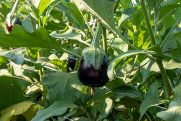New harvest of tasty ripe purple eggplants vegetables in Italy, Lazio