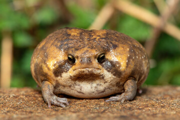 A cute Bushveld rain frog (Breviceps adspersus), also known as the common rain frog. Defensive Posture Close-Up. Native to southern Africa. 