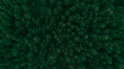 Top-down drone view of dense green forest in Divcibare, Serbia, showing rich natural wilderness. Minimalistic natural background