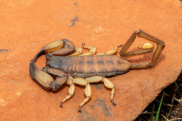A large Tugela Rock Scorpion (Hadogenes trichiurus pallidus), a member of the African flat scorpions. Mildly venomous scorpion endemic to central KwaZulu-Natal