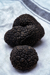 Delicious mushrooms, fresh black summer truffle mushroom from Italy for making truffle dishes with...