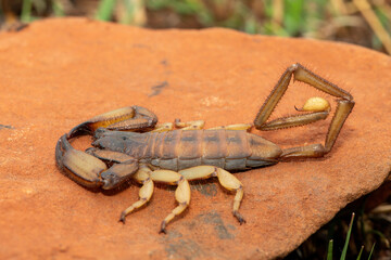 A large Tugela Rock Scorpion (Hadogenes trichiurus pallidus), a member of the African flat scorpions. Mildly venomous scorpion endemic to central KwaZulu-Natal