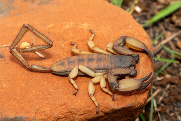 A large Tugela Rock Scorpion (Hadogenes trichiurus pallidus), a member of the African flat scorpions. Mildly venomous scorpion endemic to central KwaZulu-Natal
