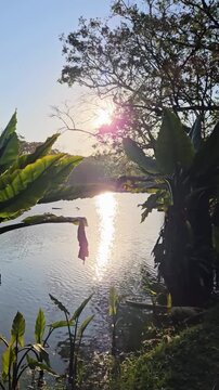 Video made at the Roberto Burle Marx Municipal Park, in S&atilde;o Jos&eacute; dos Campos, S&atilde;o Paulo, Brazil.