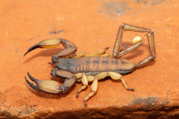 A large Tugela Rock Scorpion (Hadogenes trichiurus pallidus), a member of the African flat scorpions. Mildly venomous scorpion endemic to central KwaZulu-Natal
