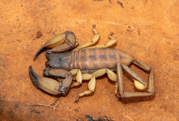 A large Tugela Rock Scorpion (Hadogenes trichiurus pallidus), a member of the African flat scorpions. Mildly venomous scorpion endemic to central KwaZulu-Natal