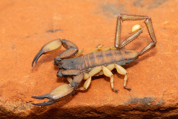 A large Tugela Rock Scorpion (Hadogenes trichiurus pallidus), a member of the African flat scorpions. Mildly venomous scorpion endemic to central KwaZulu-Natal
