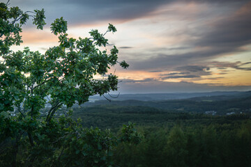 Tree silhouette overlooking a valley at sunset. A scenic landscape with soft evening light.