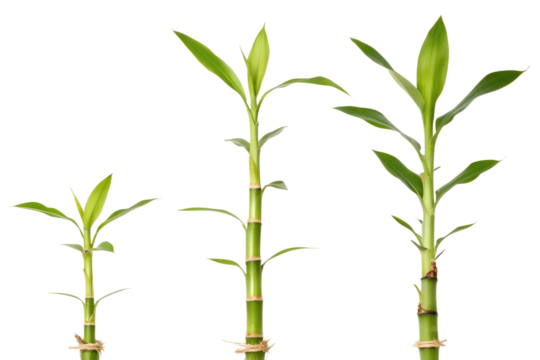 Growth stages of lucky bamboo plants against a white background showcasing increasing height, ideal for plant care guides
