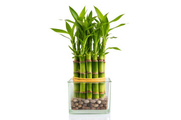 Fototapeta premium A vibrant set of green lucky bamboo stalks in a modern glass vase with pebbles, a natural home decor accessory for contemporary interior design and a symbol of good fortune
