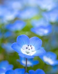 Close-up of a vibrant blue flower