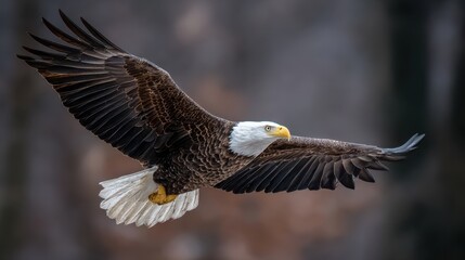 Fototapeta premium Bald eagle gliding gracefully through the forest during a calm morning