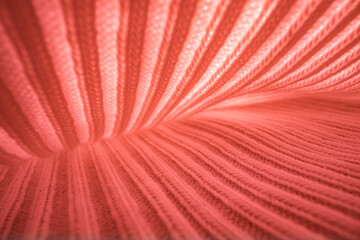 Abstract Coral Fabric Texture and Folds