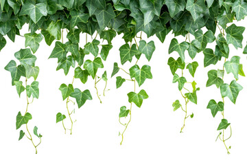 Graceful hanging ivy leaves isolated against a clean nature element