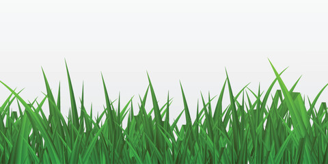 Fresh green grass field border natural sunlight texture seamless background for outdoor scenes isolated on white background