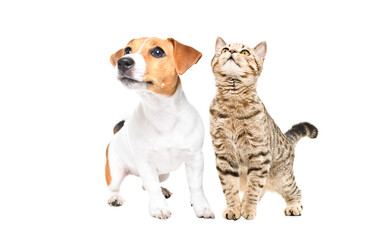 Curious Jack Russell Terrier puppy and a Scottish Straight cat sitting together, looking up, isolated on white background