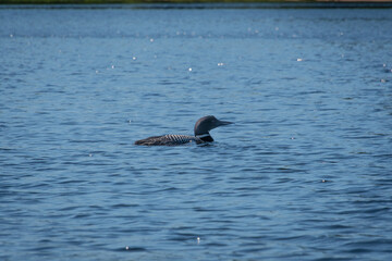 Loon on a wild lake in Canadian forest in Quebec     