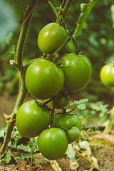 green tomatoes on the vine