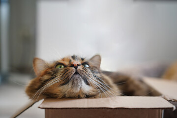 Fototapety na wymiar - Fototapeta24.pl