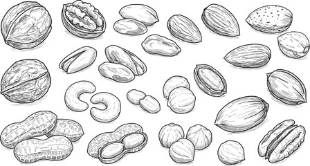 Hand drawn nuts, black and white sketch, walnut, almond, peanut, cashew, pistachio, food illustration, healthy snack, vector art