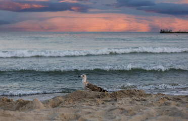 a seagull on the background of a seascape