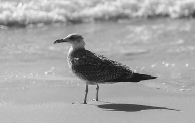 seagull bird on the seashore