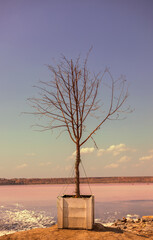Bare Tree Against the Background of a Salt Lake