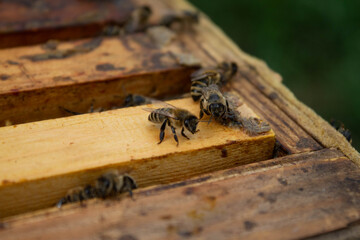 bees on a beehive