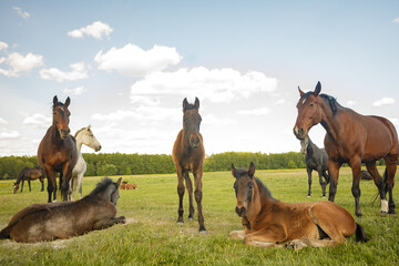 Mares and foals on sunny pasture rural herd in panoramic countryside meadow