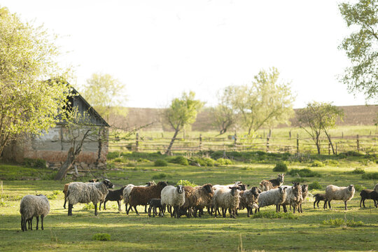 Mixed flock of sheep and lambs on a green pasture by a rustic barn, a sunny spring countryside farming scene. - Powered by Adobe
