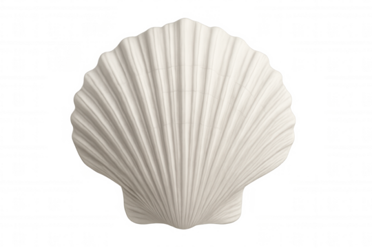 Close-up of a white scallop shell on a transparent background, symbolizing coastal beauty and sophisticated design