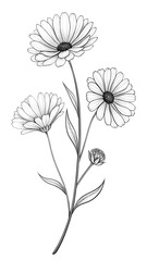 Fototapeta premium Monochrome Hand Drawn Calendula Flowers with Stem and Leaves on a Dark Background