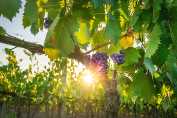 Obraz premium Grapes in Chianti vineyard with sunlight, Tuscany, Italy