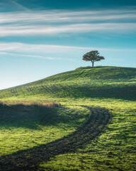 Fototapeta premium Lone tree on top of a hill in Val d'Orcia. Tuscany