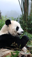 Obraz premium Panda eating bamboo in a misty forest