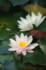Close-up of delicate white water lilies with yellow centers floating on vibrant green lily pads in a calm natural pond.