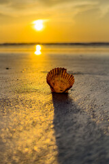 Vertical Sunrise with Broken Seashell on Sand

