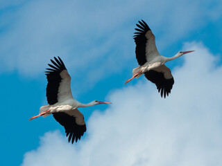 two storks flying against the background of clouds