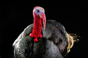 portrait of a turkey on a black background