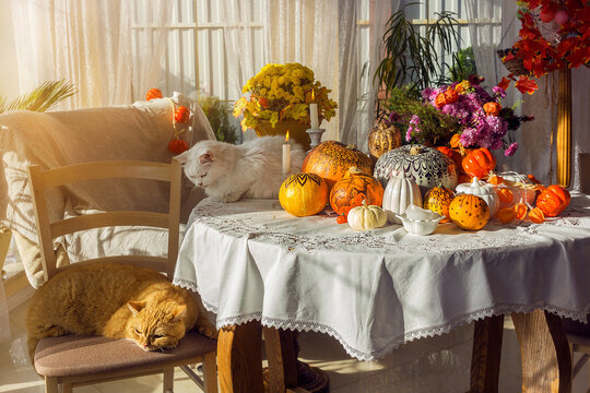 Thanksgiving day. Two cats are relaxing near a table decorated with pumpkins, flowers and candles. - Powered by Adobe