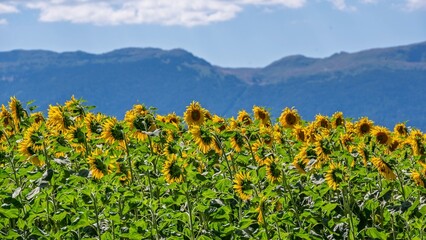 Mer dorée de tournesols sous le soleil d’été