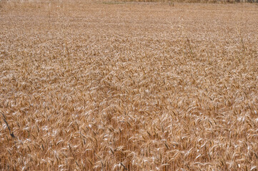 Champ de blé en plein cadre