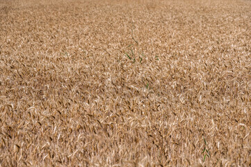 Champ de blé en plein cadre
