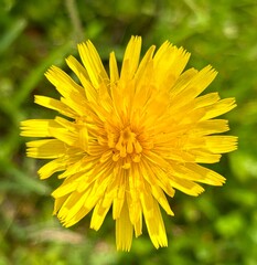 Yellow flower closeup