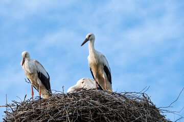 młode bociany na gnieździe, young storks in the nest
